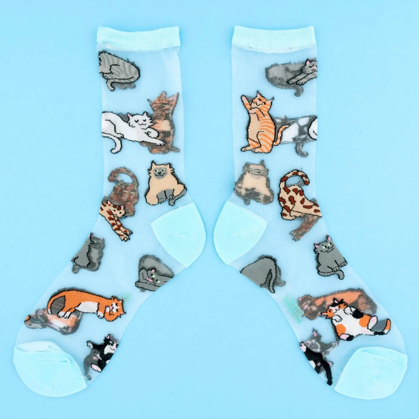 Chaussettes Transparentes Miaou Bleu