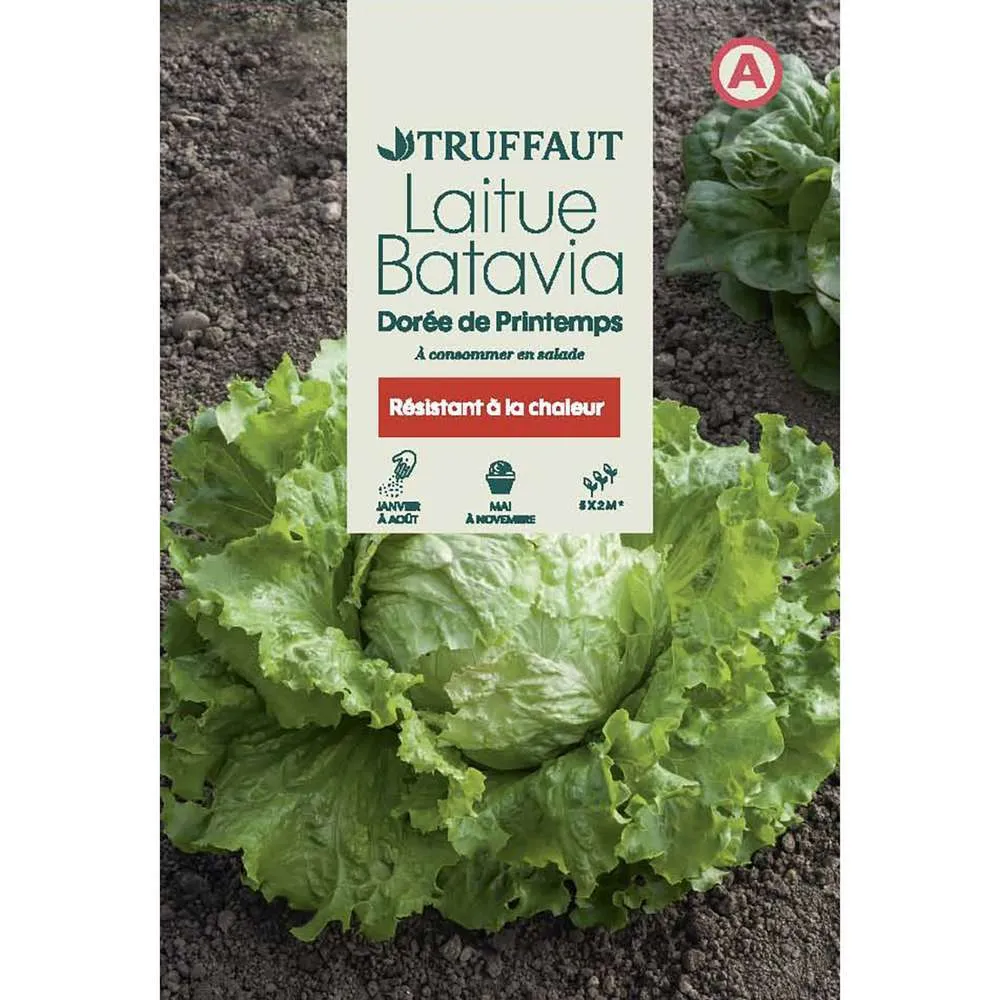 Graines de laitue Batavia dorée de printemps en sachet