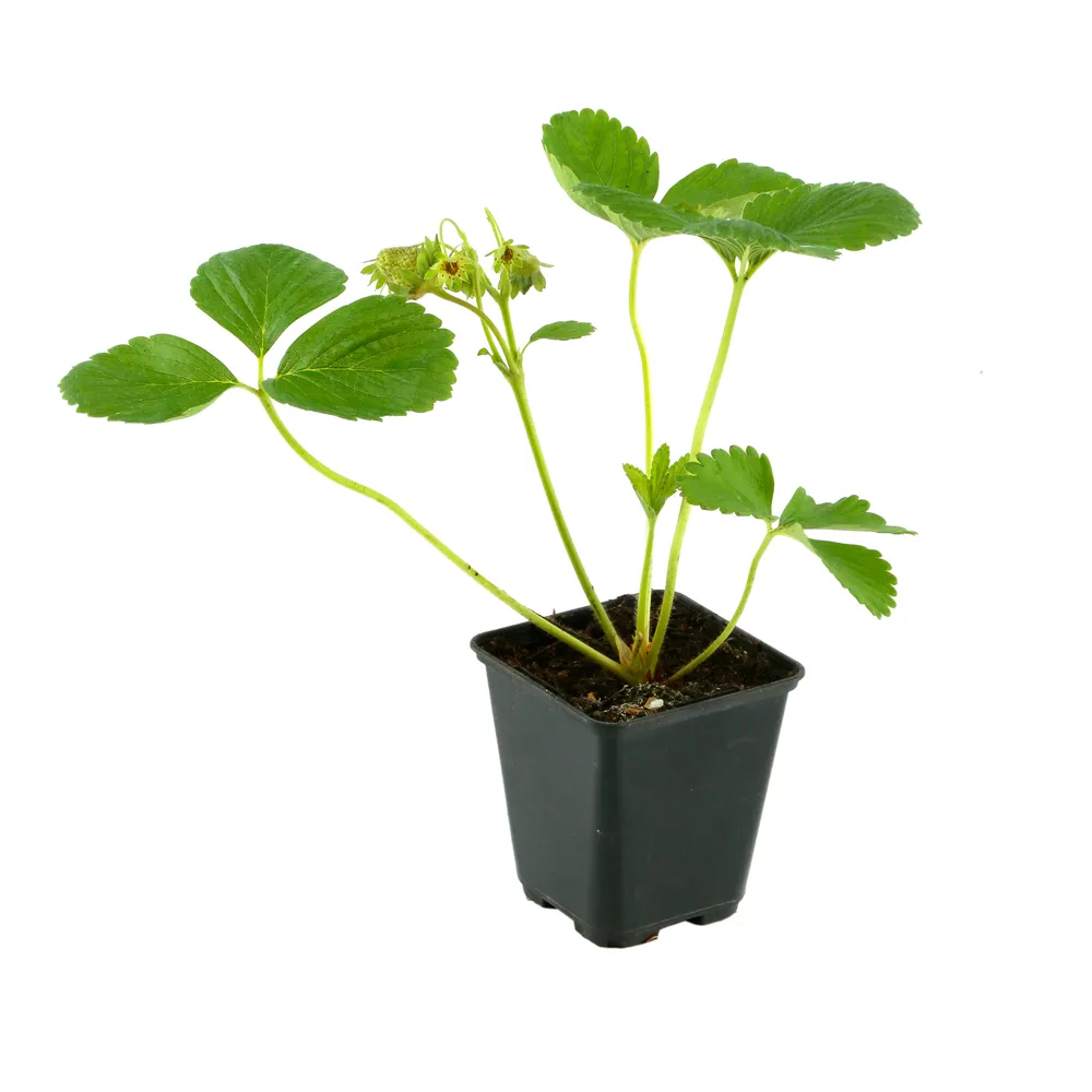 Plant de Fraisier 'Cirafine': AB pot 0,5 L