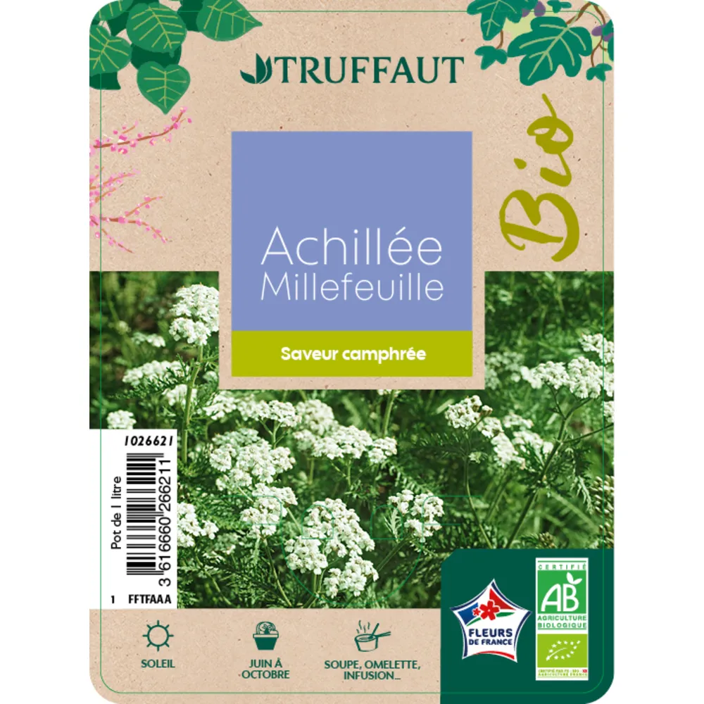 Plants d' Achillée millefeuille pot 1L - AB