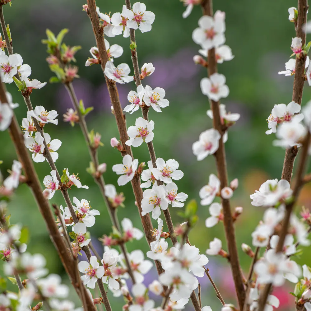 Prunus tomentosa sur 1/4 de Tige- Bourriche-Label AB