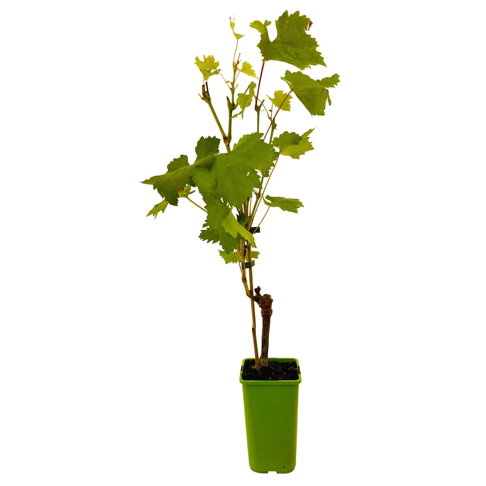Vigne 'Muscat Bleu' AB : pot 1,5 Litres